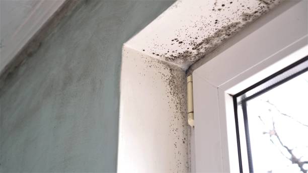 Best Mold Testing and Inspection Services in Marionville, MO