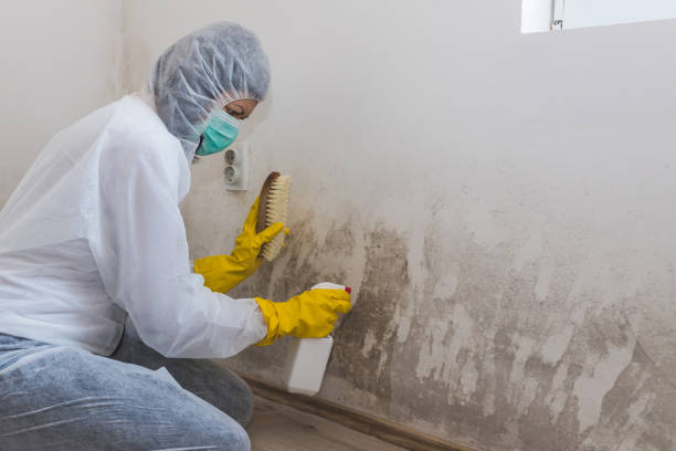 Best Kitchen Mold Remediation in Marionville, MO