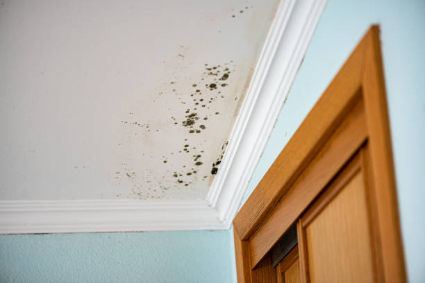 Best Insurance-Related Mold Remediation in Marionville, MO