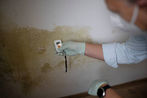 Best Industrial Mold Remediation in Marionville, MO