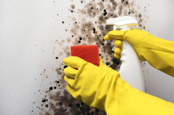 Professional Mold Remediation in Marionville, MO