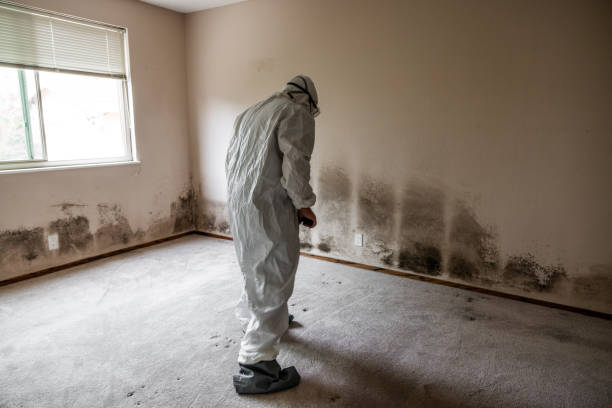 Best Commercial Mold Remediation in Marionville, MO