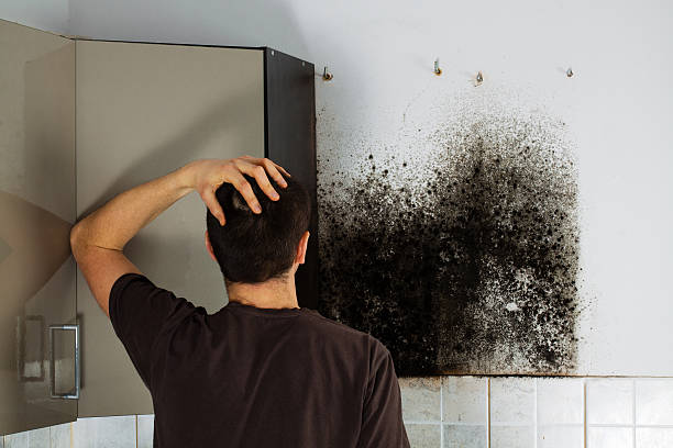 Best Post-Flood Mold Remediation in Marionville, MO