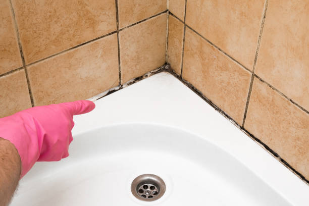 Best Residential Mold Remediation in Marionville, MO